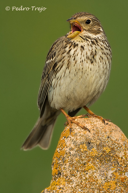 Triguero ( Miliaria calandra)